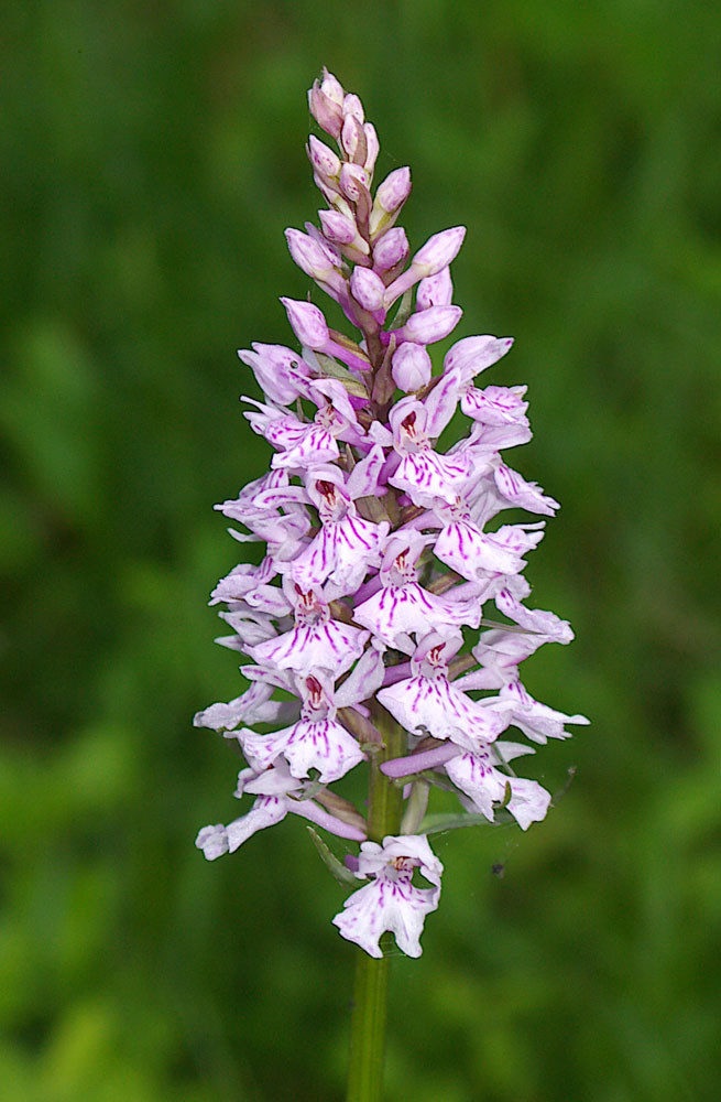 Dactylorhiza maculata subsp. fuchsii / Orchide di Fuchs